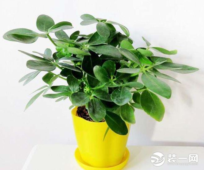 金牛座的旺财植物-七叶莲