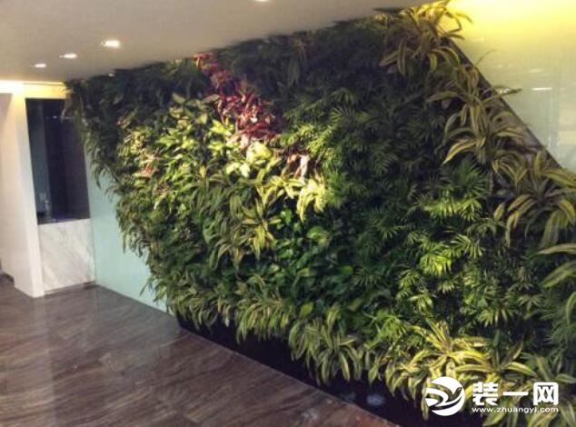 室内植物墙