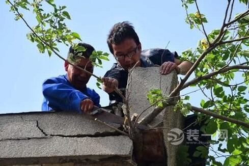 郑州一居民房顶长颗树 将墙体供出裂缝吓坏过往路人