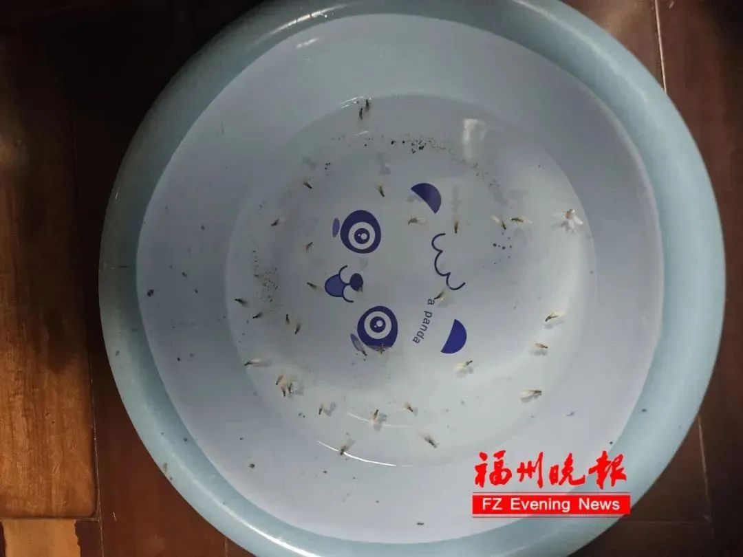 烦人白蚁又出现了！福州人，快关窗！