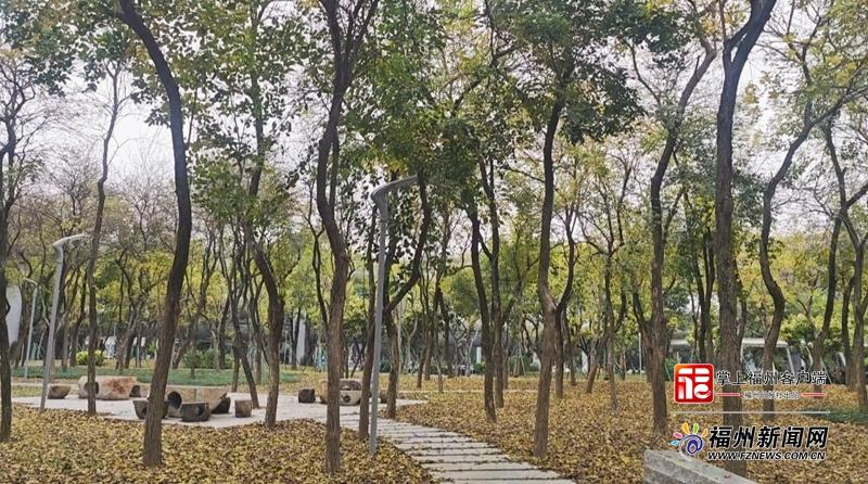 尤溪洲桥旁黄花风铃木公园改造完成 下月将迎来盛花期