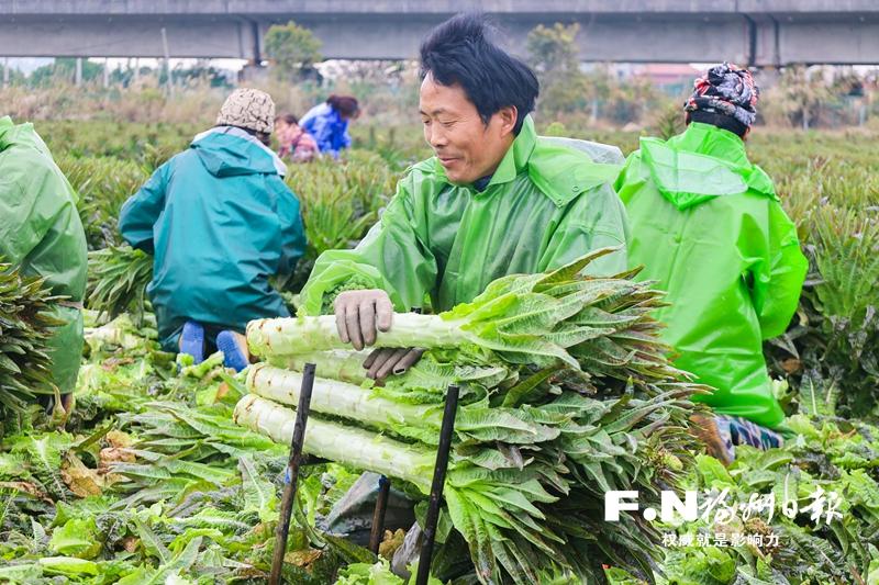 敖江北岸春耕忙：机械育秧降成本 稻菜轮作促丰收