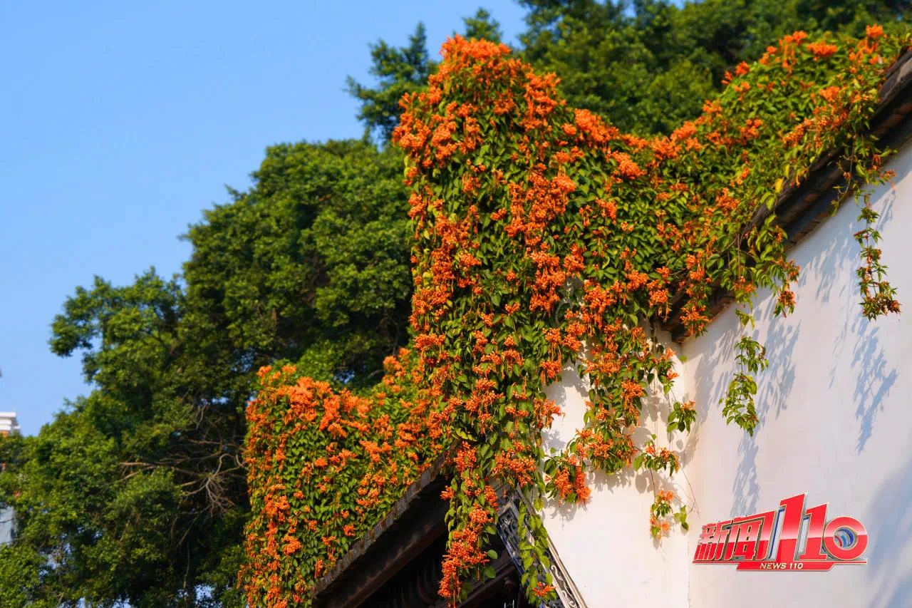 踏青赏花民俗游升温！福建清明文旅“热火朝天”