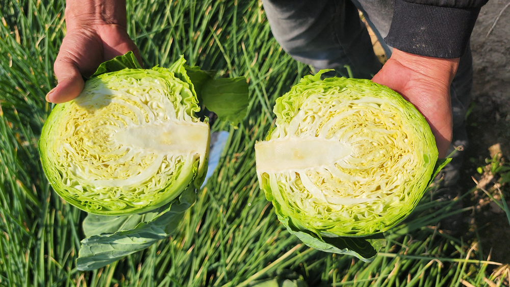 厦大食堂“包菜炒一切”，学生还点赞，这是为啥？