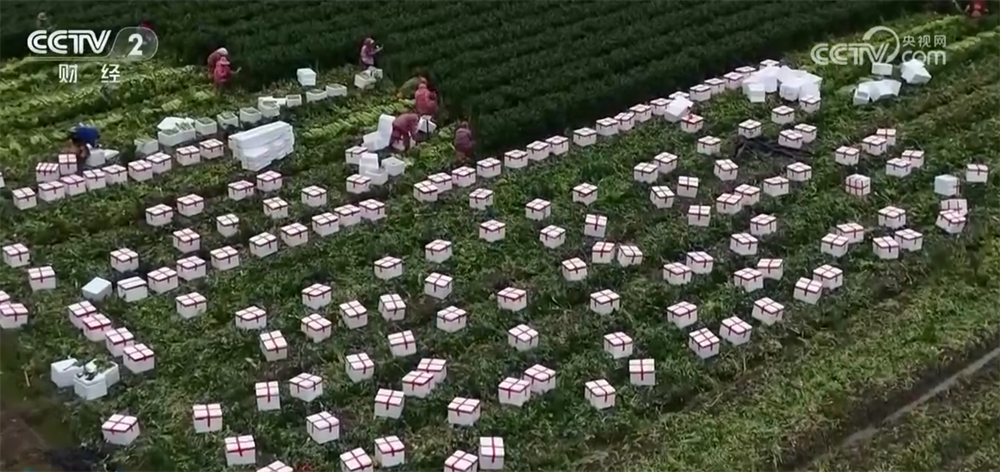各地抢抓农时 春耕备耕一派火热绘就好“丰”景