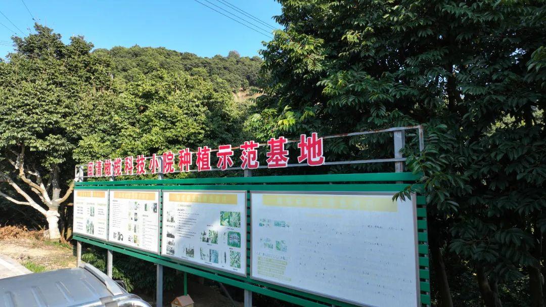 乡村振兴看闽清 | 橄榄春耕忙 绘就丰收新图景