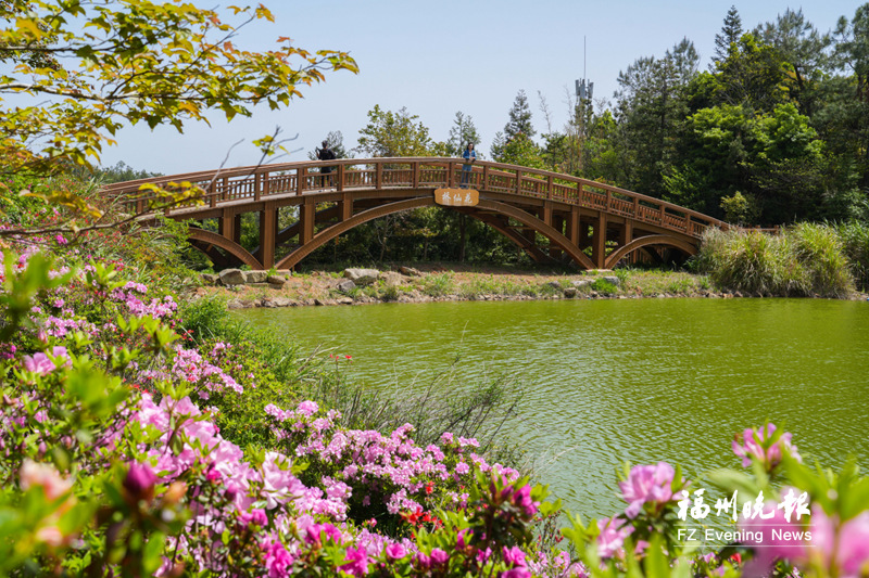 春日鼓岭花正浓