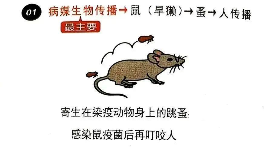 危险！再萌也不要碰！国家卫健委紧急提醒：土拨鼠也传播鼠疫