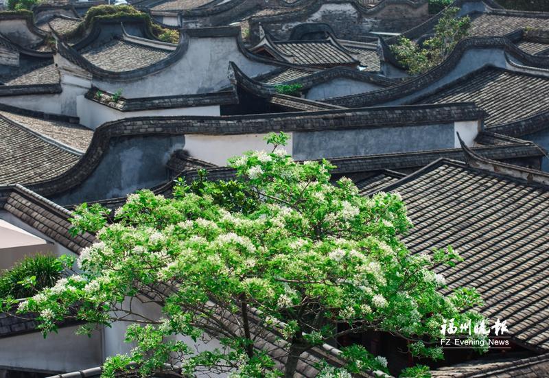两棵百年流苏开花 三坊七巷迎来“四月雪”