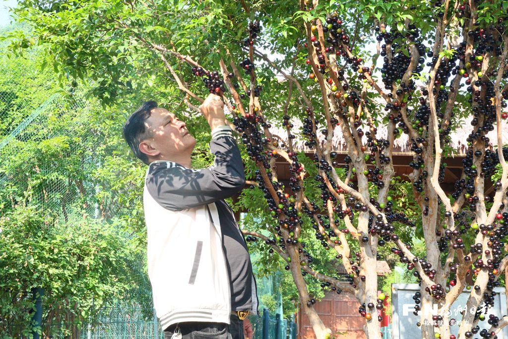 长乐长安村80亩树葡萄丰收 多元产业链撬动乡村甜蜜经济