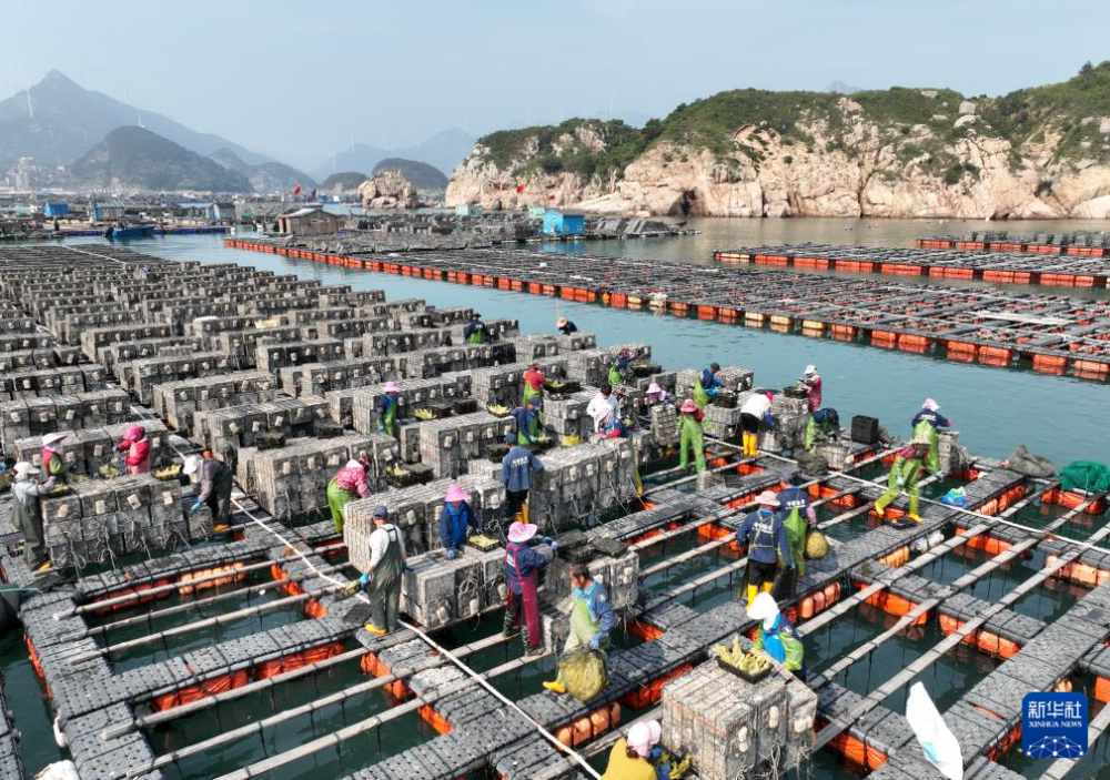 福建连江：海上“春耕”热，不误好农时
