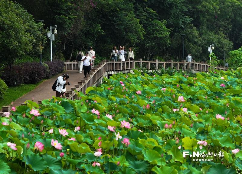 夏日荷风起 榕城满池香