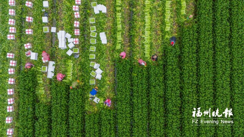 央视聚焦福州春耕：农民掌上育苗 企业化粪为肥