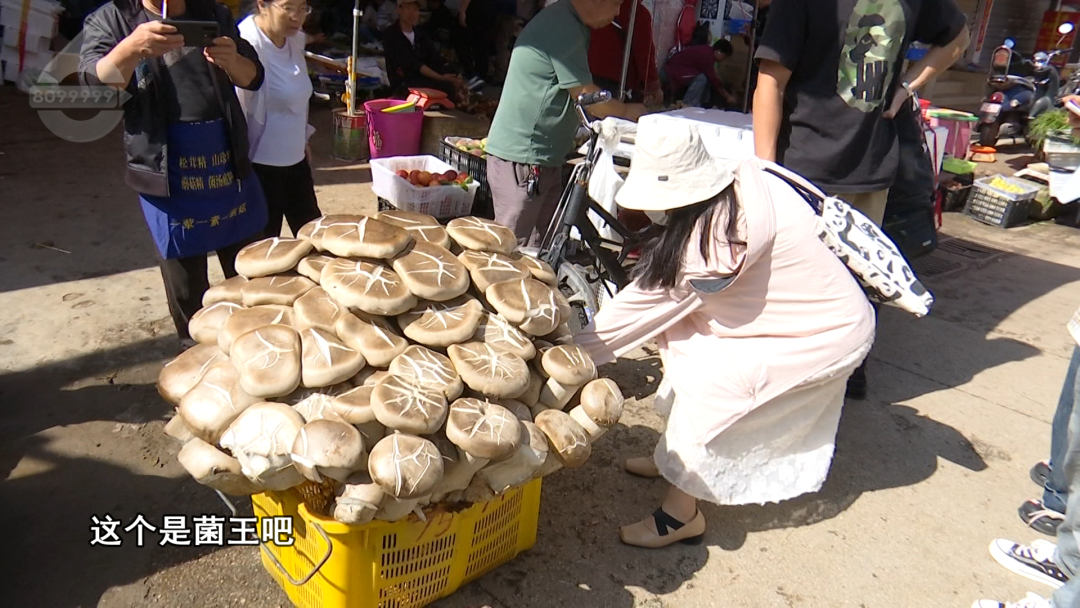 云南现80公斤巨无霸“菌王” 4个壮汉才搬得动