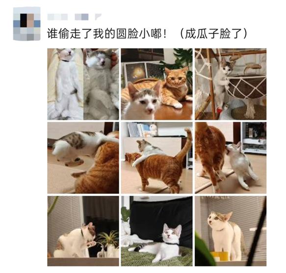 3000亿大市场！你的爱宠可能比你更会“花钱”