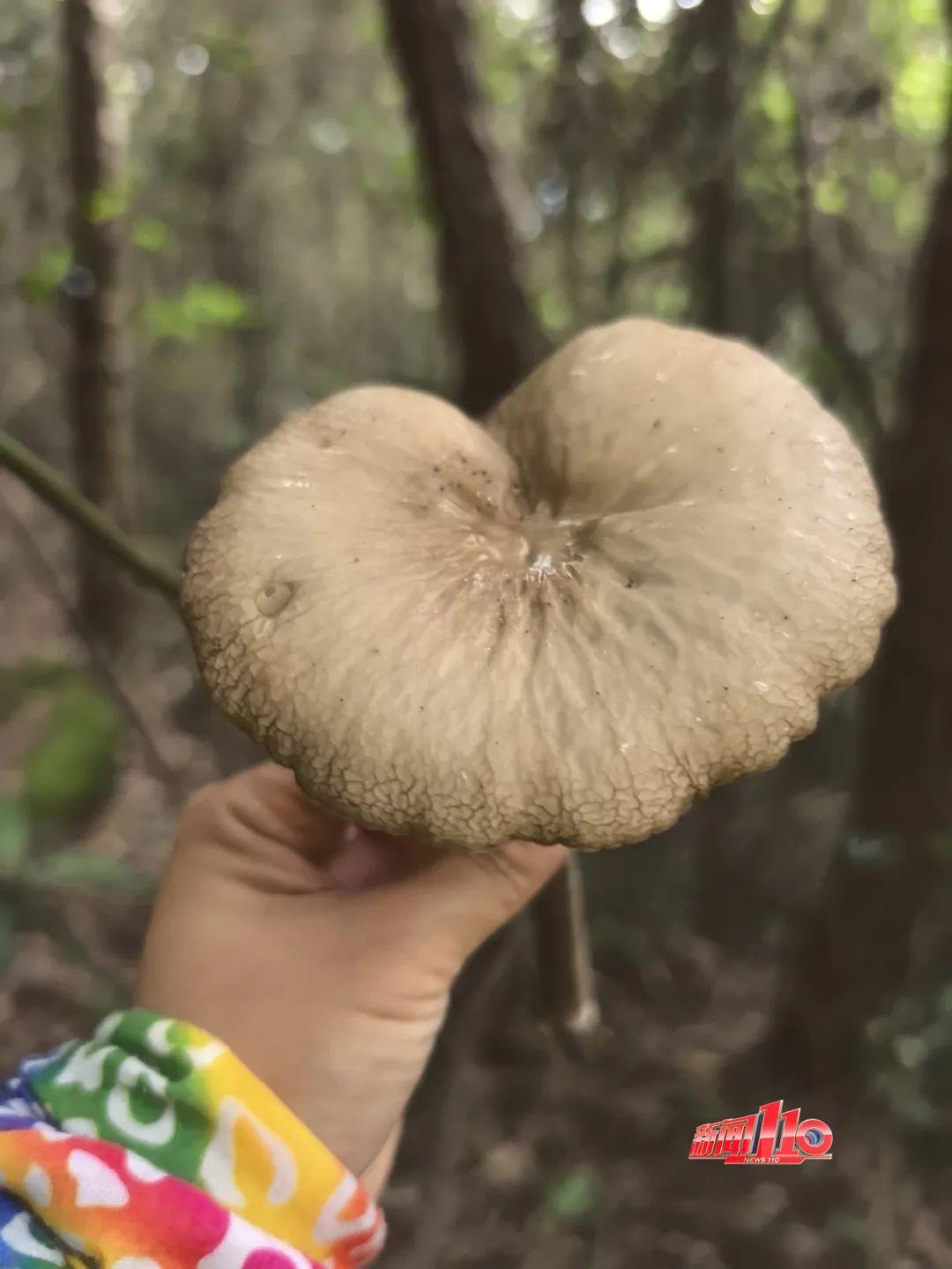 不要碰，不要吃！福州最近不少人都出动了！紧急提醒