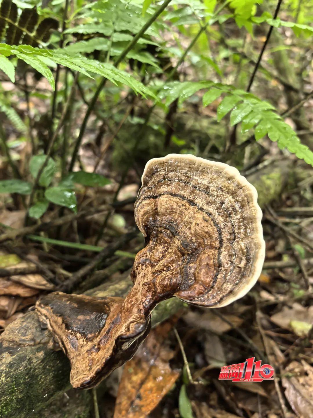 不要碰，不要吃！福州最近不少人都出动了！紧急提醒
