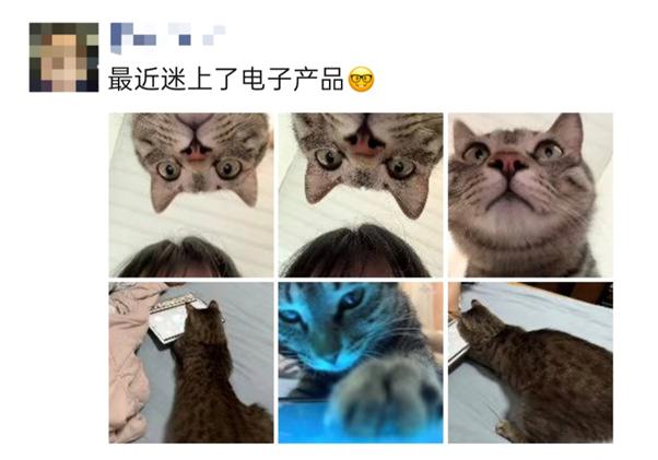 3000亿大市场！你的爱宠可能比你更会“花钱”