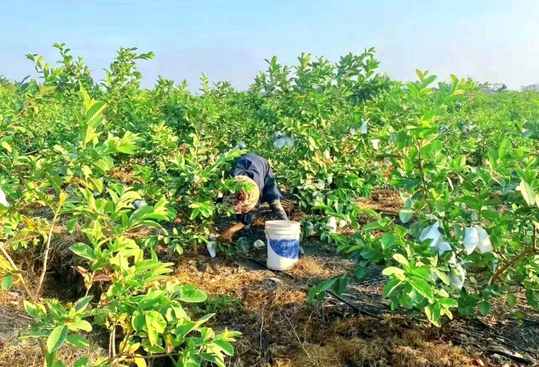 从平和蜜柚到葡萄柚，福建“土特产”如何在拼多多接连爆火？